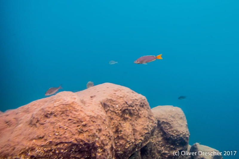 Cyprichromis sp. 'dwarf jumbo' Jakobsen's Beach